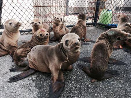 Starving Sea Lion Pups and Liquified Starfish — How We’ve Turned the Eastern Pacific into A Death Trap for Marine Species