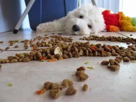 Delicious or deadly: Purina responds to class action lawsuit against Beneful