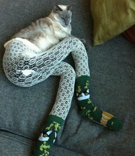 Top 10 Cats With Things on Their Legs