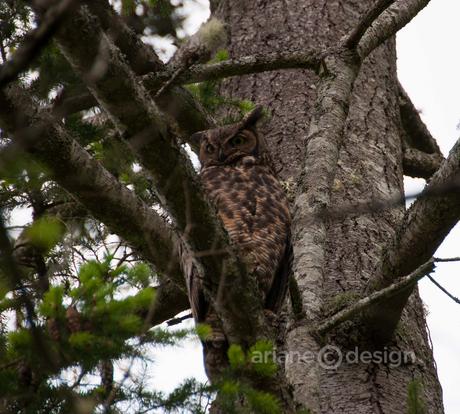 Hastings House owl