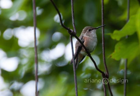 Hummingbird