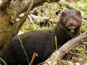 Imported Invasive Beavers Minks Threaten Biodiversity Southern Chile