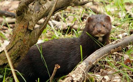 Imported invasive beavers and minks threaten biodiversity in southern Chile