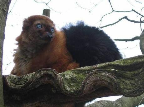 Appeal to save endagered lemurs is falling on deaf ears, say campaigners
