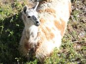 DAILY PHOTO: Sitting Llama: Yes, “Sitting” “Spitting”