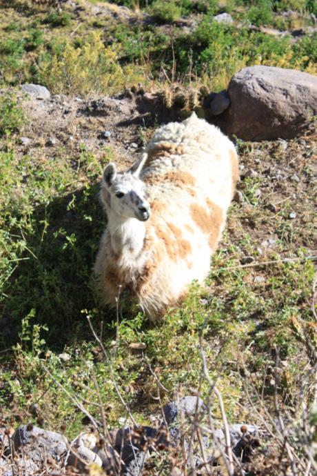 Taken in July 2010 in the Peruvian Andes