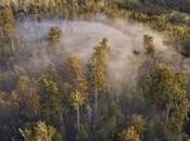 Tony Abbott’s ‘captain’s Call’ Over Tasmanian Forest Humilated Australia, Greens