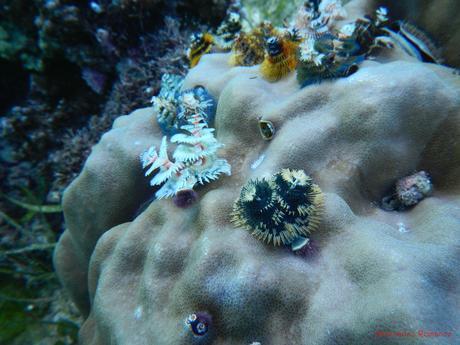 Pescador Island