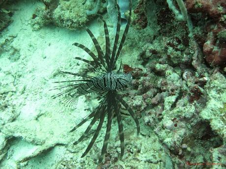 Pescador Island