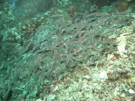 Pescador Island