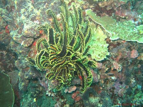 Pescador Island