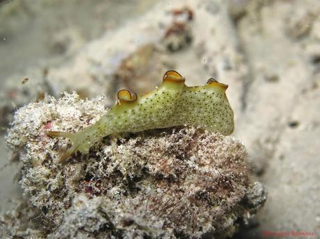 Pescador Island