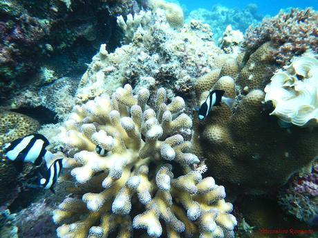 Pescador Island