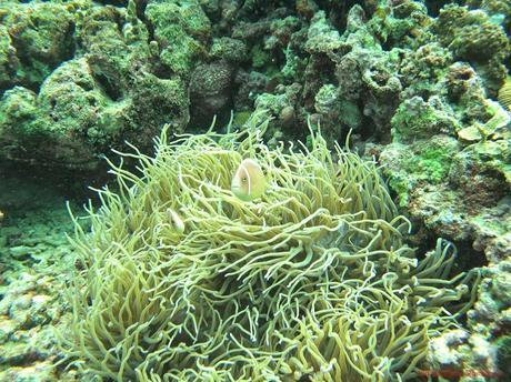 Pescador Island