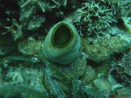 Pescador Island