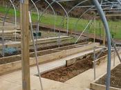 Polytunnels Pussycats