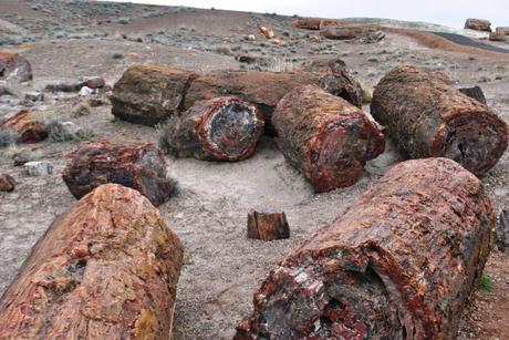 Petrified_Logs