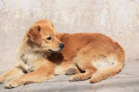 Taken in July of 2010 in Cuzco, Peru.