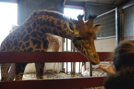 Hello Freckles South Lakes Safari Zoo Giraffe Indoors