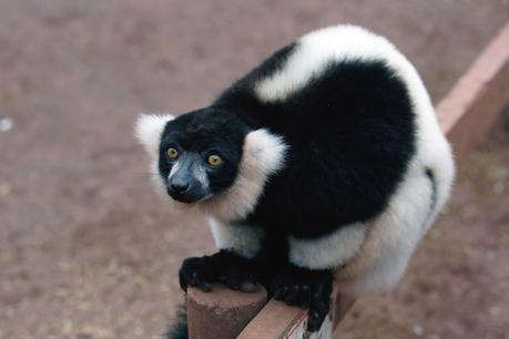 Hello Freckles South Lakes Safari Zoo Lemur