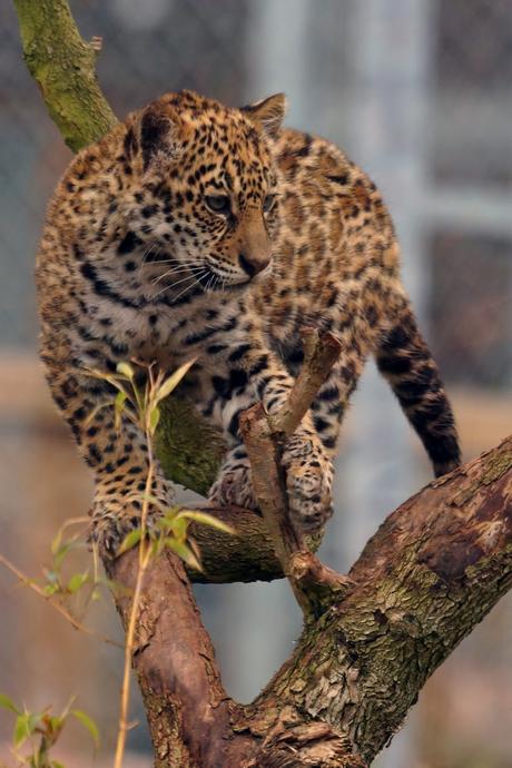 Hello Freckles South Lakes Safari Zoo Baby Jaguar