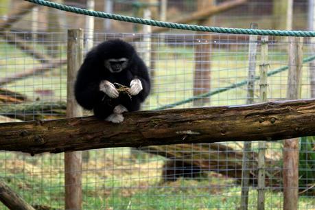  Hello Freckles South Lakes Safari Zoo Gibbon