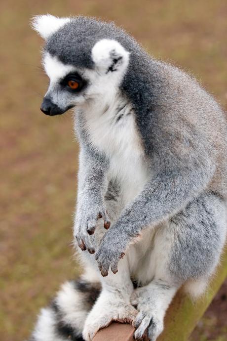 Hello Freckles South Lakes Safari Zoo Lemur