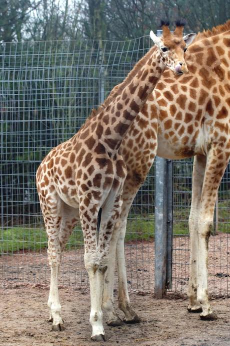 Hello Freckles South Lakes Safari Zoo Giraffe