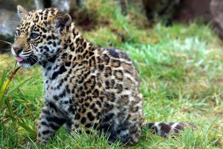 Hello Freckles South Lakes Safari Zoo Baby Jaguar Cub