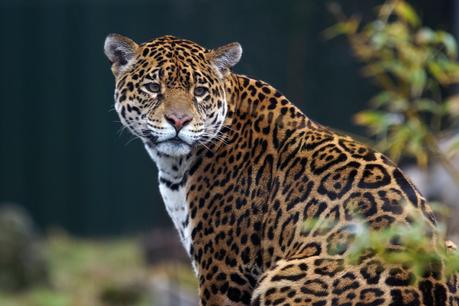 Hello Freckles South Lakes Safari Zoo Jaguar