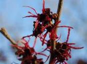 Hamamelis Intermedia ‘Livia’