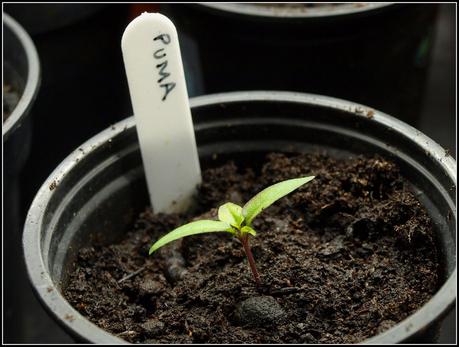 Pricking-out Chilli seedlings