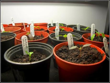 Pricking-out Chilli seedlings