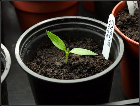 Pricking-out Chilli seedlings