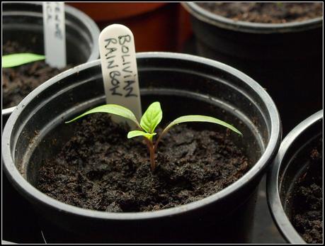 Pricking-out Chilli seedlings