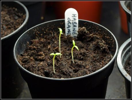 Pricking-out Chilli seedlings