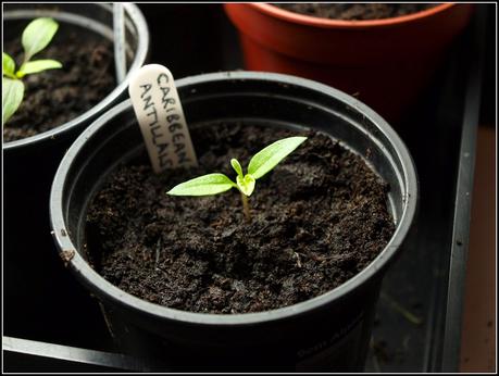 Pricking-out Chilli seedlings