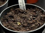 Pricking-out Chilli Seedlings