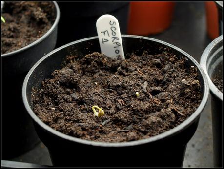 Pricking-out Chilli seedlings