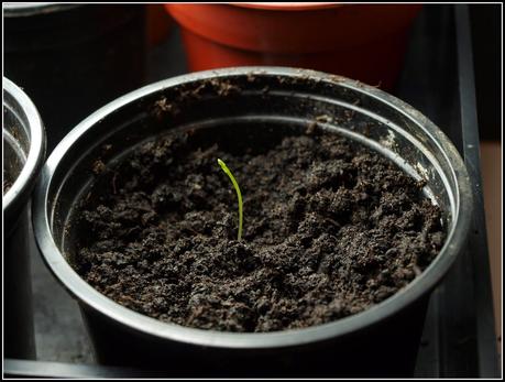 Pricking-out Chilli seedlings