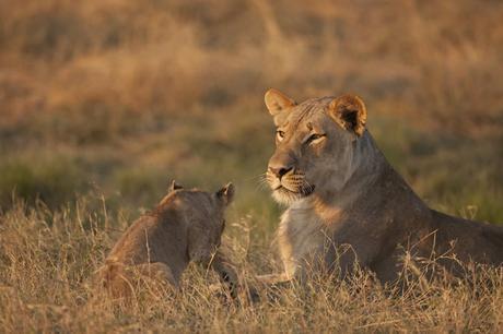 Wildlife Adventure Holidays with Simon King
