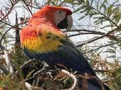 Deadly Traffic: U.S. Plays Unwitting Role Illegal Wildlife Trade