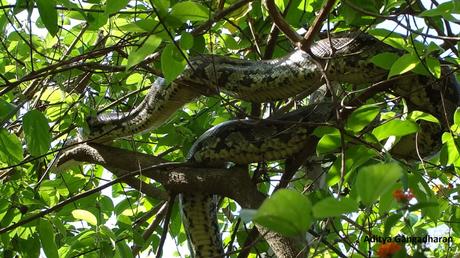 Python on a tree, digesting its meal