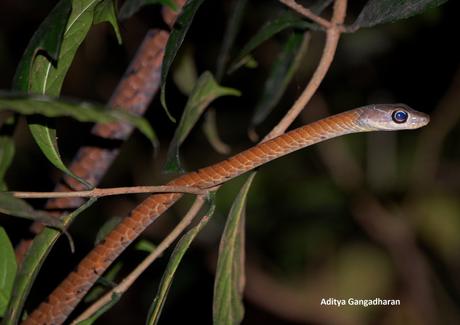 Large-eyed brozebacked tree snake (what a complicated name)