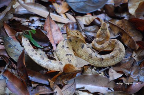 A furious hump-nosed pit viper