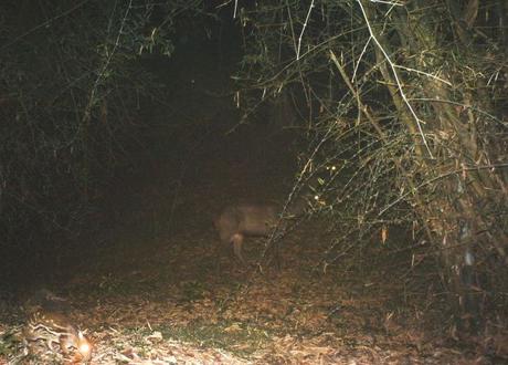 Mouse deer, with a sambar in the background for comparison. It is hardly taller than the sambars ankle!  