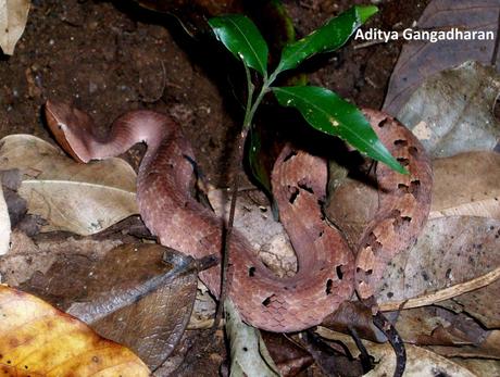A pink hump-nosed pit viper