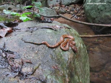 Malabar pit viper waiting for an unwary frog