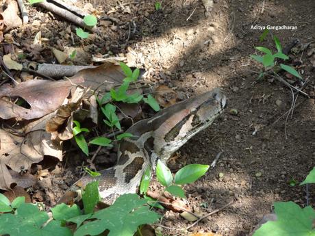 Indian rock python