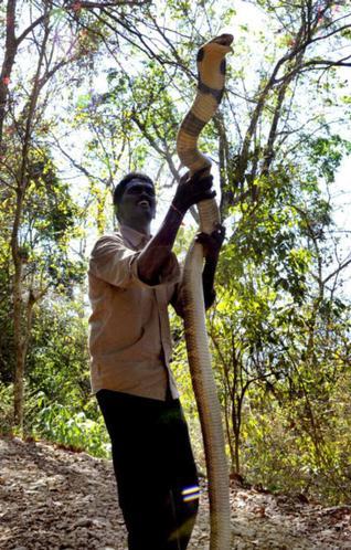 ROYAL SURRENDER:A king cobra sighted on a tree near the labourers’ quarters of a rubber estate near the Aryankavu forests in Kollam district on Wednesday evening spread panic in the area. Snake catcher Vava Suresh, who was summoned by the Forest Department, caught the 11-foot-long snake after a six-hour struggleand rehabilitated it inside aforest some distance away.— Photo: By Special Arrangement